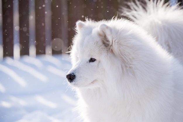 Cão branco samoiedo fecha na neve lá fora no fundo de inverno