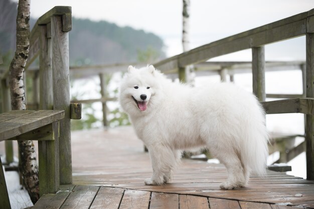 Cão branco samoiedo na estrada com neve na letônia