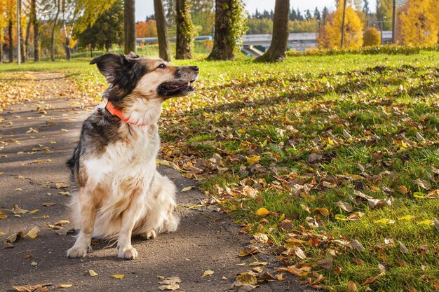 Cão branco senta-se no caminho no parque outono