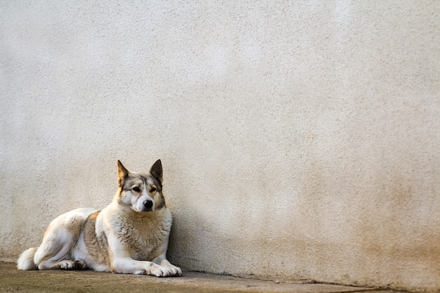 Cão branco sentado perto da parede da casa velha