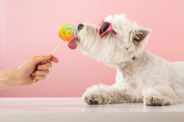 Cão branco tenta comer deliciosos doces