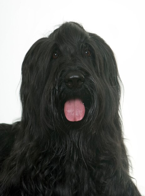 Foto cão briard