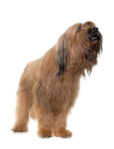 Foto cão briard