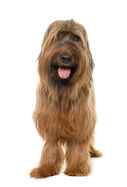 Foto cão briard