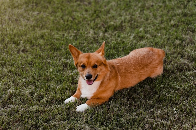 Cão brincalhão Welsh Corgi Pembroke pronto para brincar ao ar livre na grama no parque Estilo de vida com animal doméstico