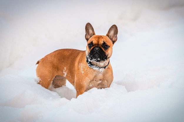 Cão buldogue francês brincando ao ar livre com a neve