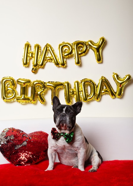 Foto cão buldogue francês com gravata-borboleta colorida comemorando aniversário