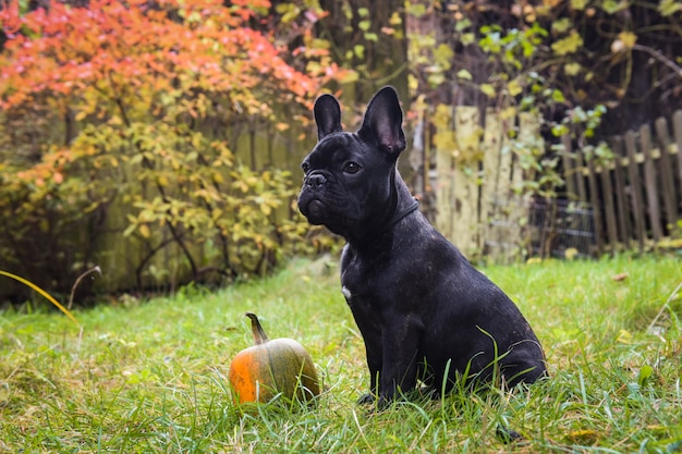 Cão buldogue francês preto engraçado e abóbora