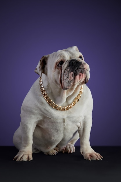 Cão bulldog branco em sessão de estúdio com coleira dourada e diferentes poses, sobre uma superfície cinza e um fundo roxo