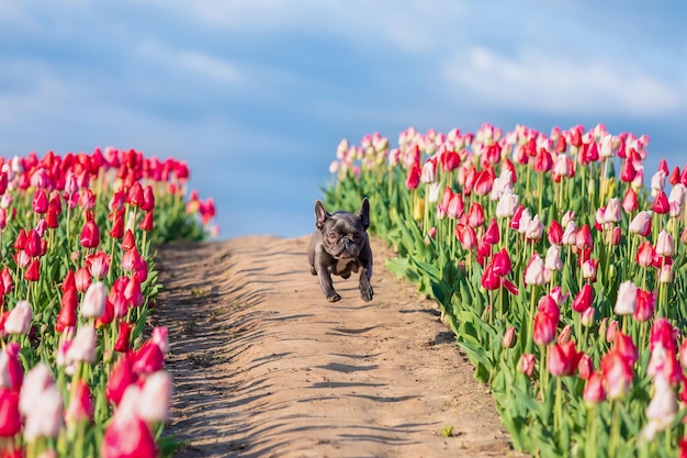 Cão bulldog francês correndo por um campo de tulipas