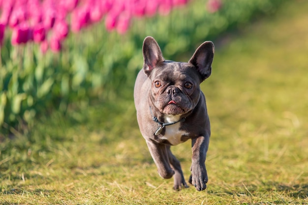 Cão bulldog francês correndo por um campo de tulipas