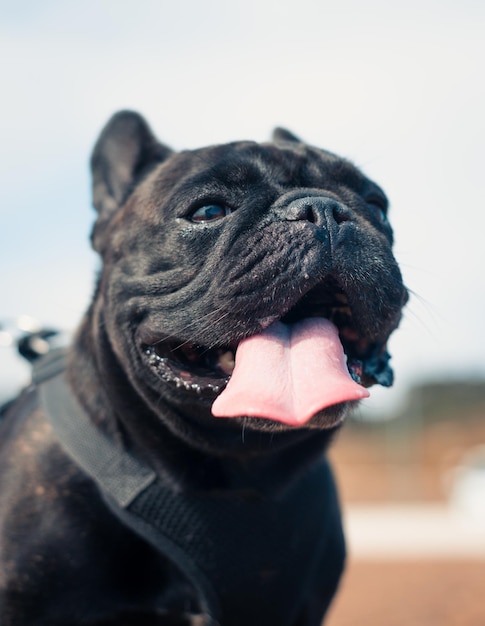 Cão Bulldog Francês engraçado sorrindo com língua grande para a câmera com espaço de cópia Francês puro-sangue ao ar livre em uma tarde ensolarada Cão desfrutando do lado de fora Um dia feliz para o novo membro