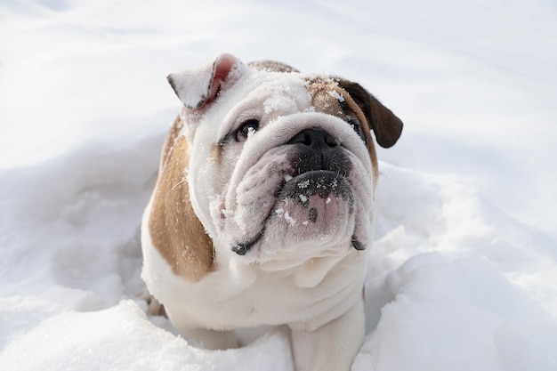 Cão Bulldog inglês Um cão puro-sangue na neve Temas de animais Animais de estimação