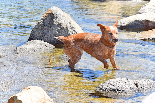 Foto cão caminhando na água à beira do lago