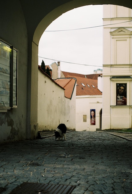 Foto cão caminhando na rua em meio a edifícios