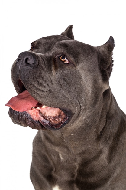 Cão cane corso na superfície branca