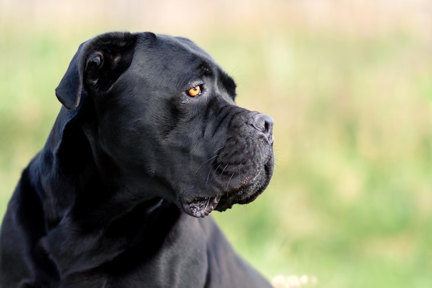 Foto cão cane corso preto e seu guarda olham para o prado