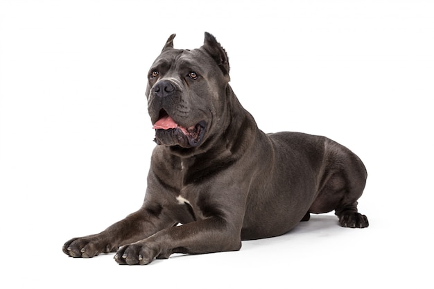 Cão Cane Corso