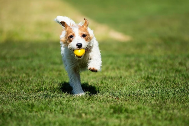 Cão carregando bola amarela na grama