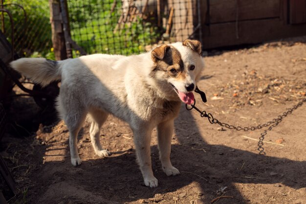 Cão caseiro em uma trela