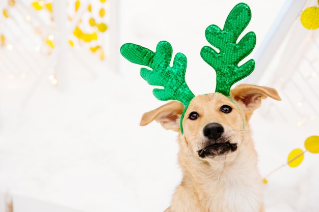 Cão castanho claro engraçado com chifres verdes sentado na neve