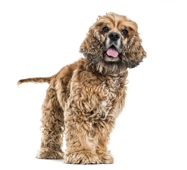 Cão castanho de raça mista a arquejar contra um fundo branco