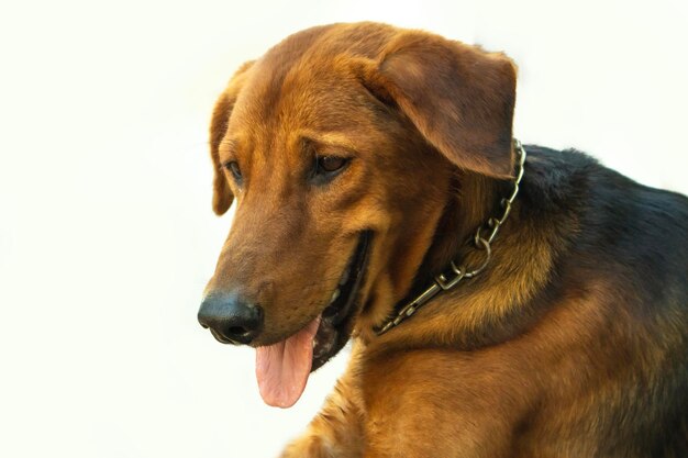 Foto cão castanho em um close de fundo branco de um cão