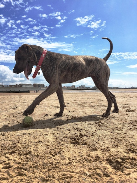 Cão castanho jogando bola na praia contra o céu