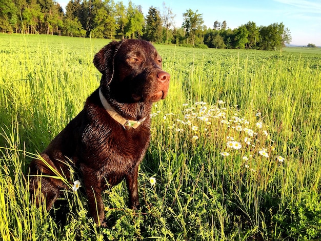 Cão castanho relaxando em um campo gramado