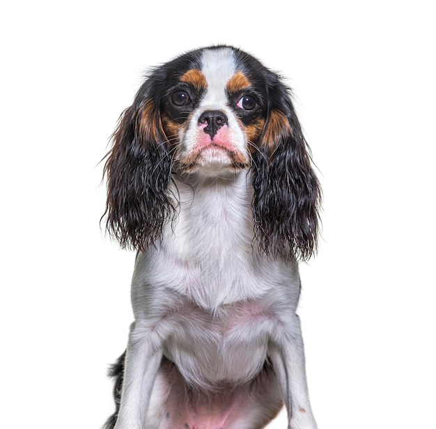 Cão Cavalier King Charles isolado no branco