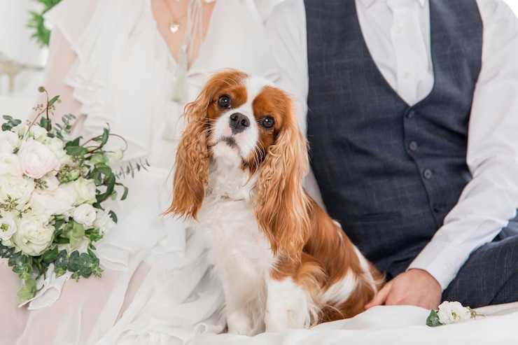 Foto cão cavalier king charles spaniel com buquê de flores. cachorro com os noivos