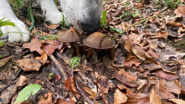 Foto cão cheirando cogumelos na floresta em close-up