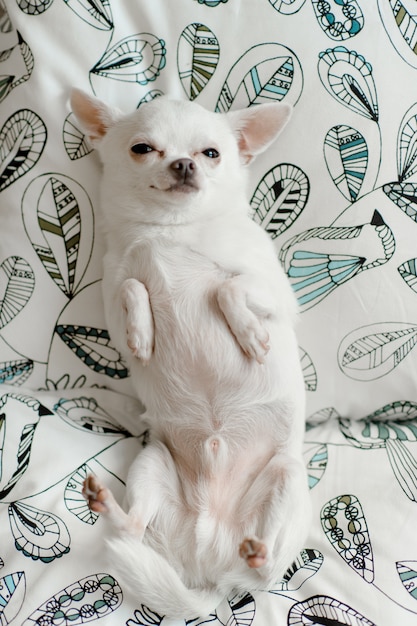 Cão chihuahua adorável e fofo com cara emocional engraçada, deitado de costas no cobertor branco