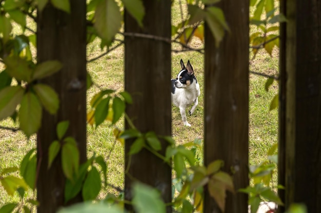 Cão Chihuahua atrás de uma cerca