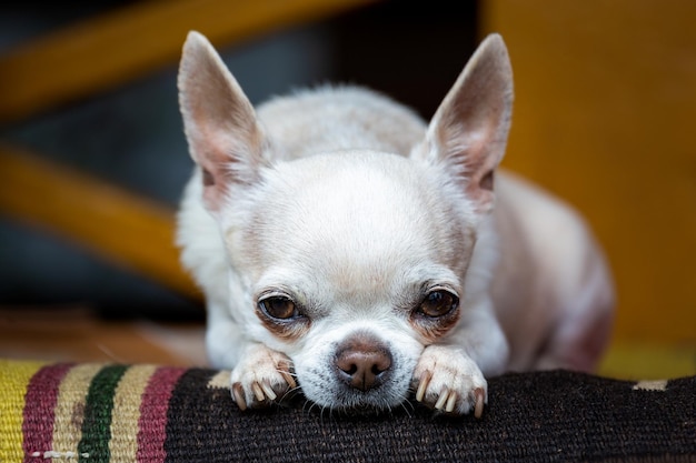 Cão chihuahua bonito deitado e descansando Foco seletivo