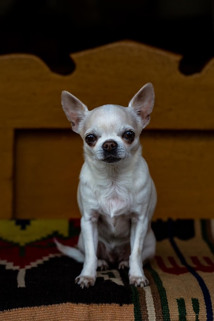 Cão chihuahua bonito senta-se no tapete