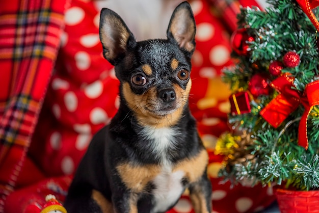 Cão chihuahua. chihuahua e natal. cão adorável de natal chihuahua