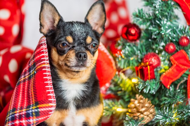 Cão Chihuahua. Chihuahua e Natal. Cão adorável de Natal chihuahua