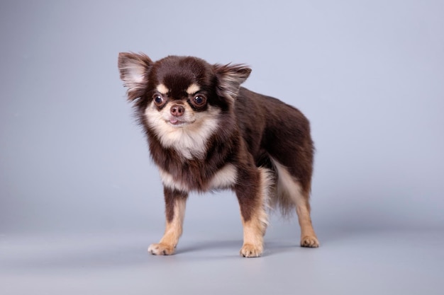 Cão Chihuahua com pelagem longa em close em um fundo cinzento