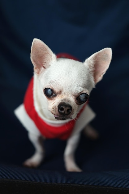 Cão Chihuahua Conceito Papai Noel Natal