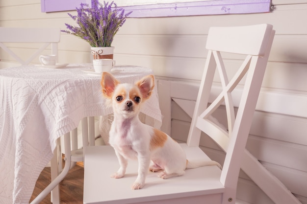 Cão chihuahua de cabelo branco pequeno descansando no cabelo. Cão Chihuahua branco em uma cadeira em casa. chihuahua