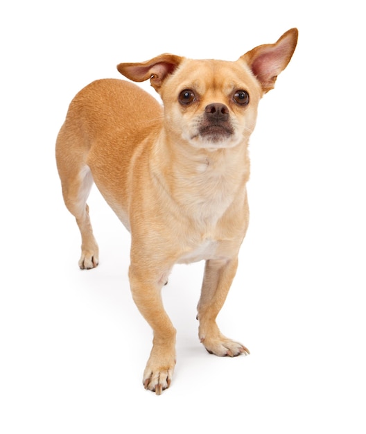 Cão Chihuahua e Pug Mix