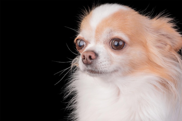 Foto cão chihuahua em estúdio em fundo preto cão adulto de raça branca e vermelha