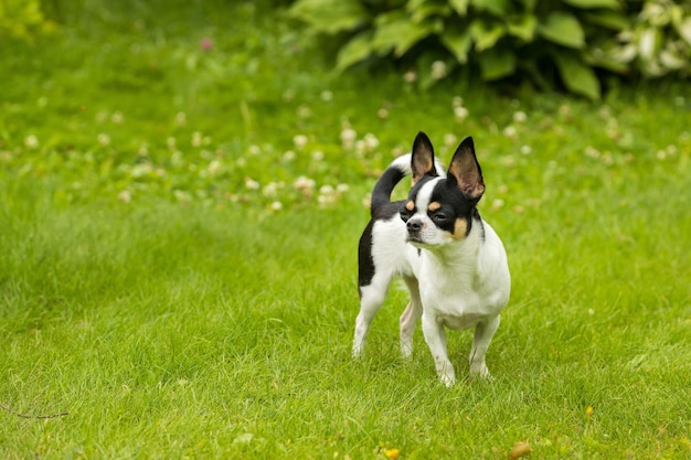 Cão Chihuahua em pé no gramado e desviar o olhar