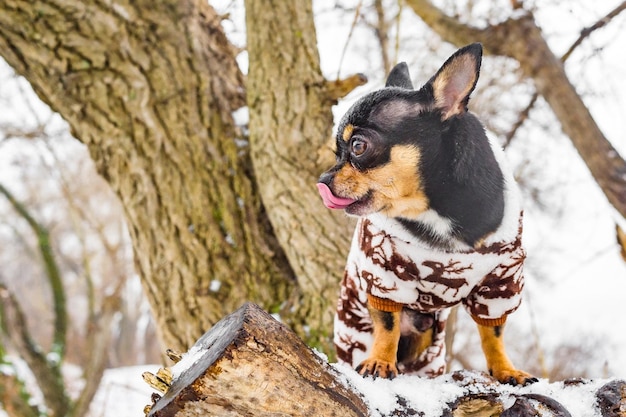 Cão chihuahua em roupas no inverno em um dia de neve animal de estimação