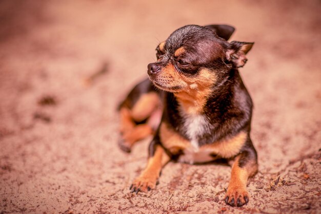 Cão Chihuahua encontra-se na areia da floresta. Chihuahua está descansando na natureza.