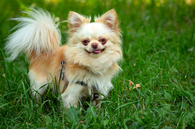 Cão chihuahua engraçado brinca na grama...