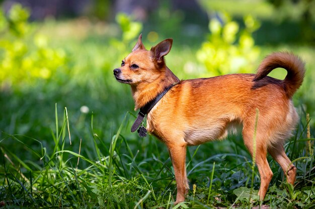 Cão chihuahua engraçado brinca na grama...