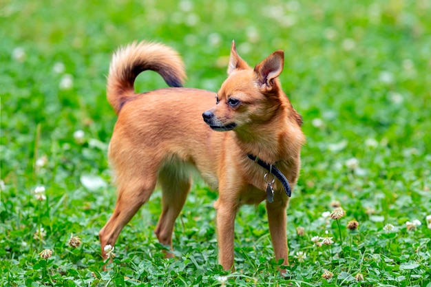 Cão chihuahua engraçado brinca na grama...