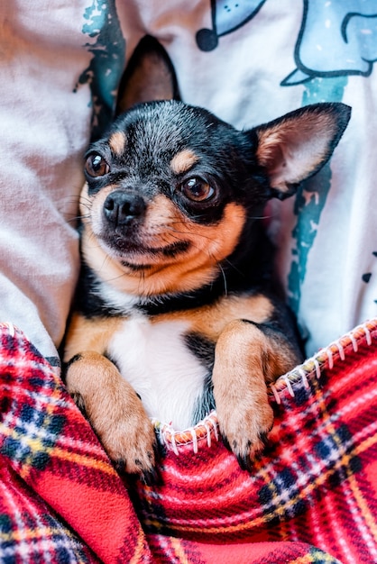 Cão chihuahua engraçado dormindo sobre um travesseiro na cama. Chihuahua dorme debaixo de um cobertor sobre um travesseiro.